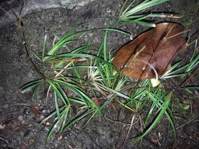 Libertia micrantha, photographed by naturewatchwidow