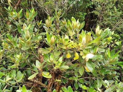 Olearia avicenniifolia, photographed by Leon Perrie