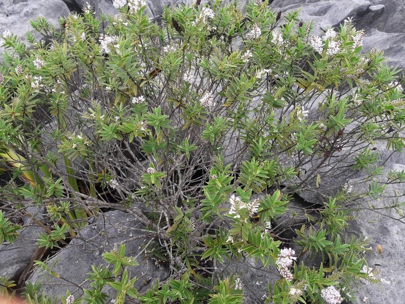 Veronica albicans, photographed by naturewatchwidow