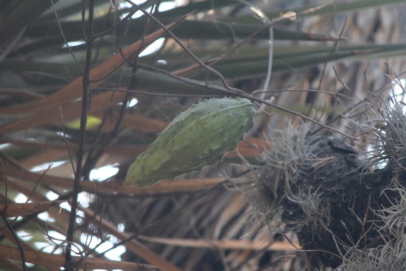 Gonolobus grandiflorus, photographed by José Belem Hernández Díaz