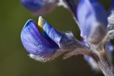 Lupinus meionanthus, photographed by Ken-ichi Ueda