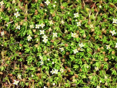 Crassula helmsii, photographed by Elspeth Swan