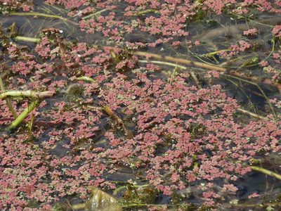 Azolla rubra, photographed by Elspeth Swan