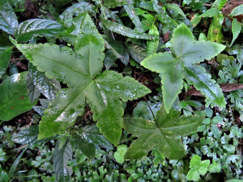Hemionitis palmata, photographed by Annika Lindqvist
