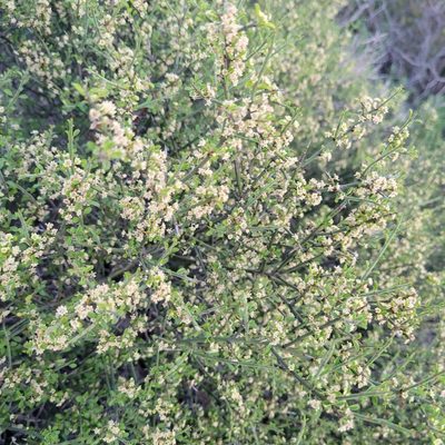 Adolphia californica, photographed by Dan Horowitz