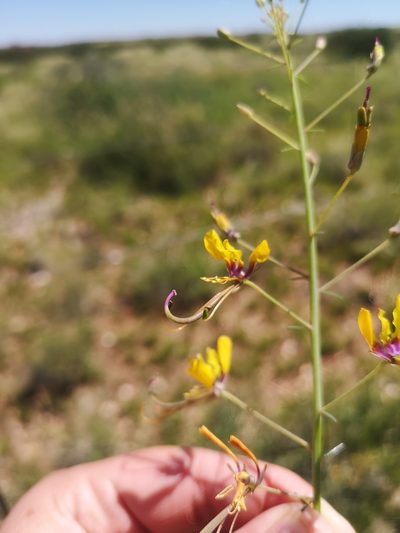 Cleome angustifolia, photographed by Ricus Nel