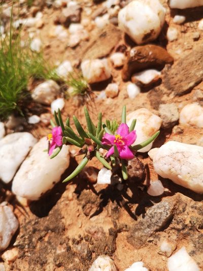 Portulaca kermesina, photographed by Ricus Nel