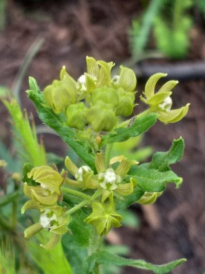 Schizoglossum cordifolium, photographed by kevin koen
