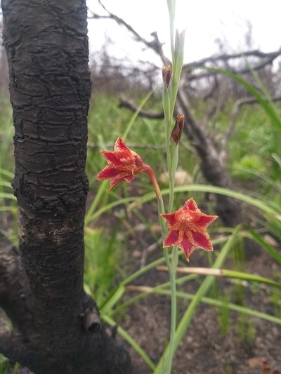 Gladiolus emiliae, photographed by kevin koen