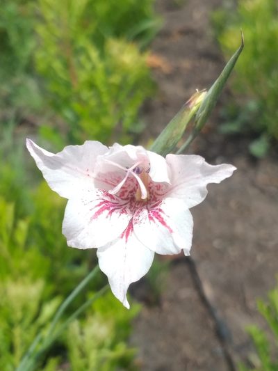 Gladiolus roseovenosus, photographed by kevin koen