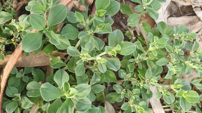 Aizoon pubescens, photographed by Rosalie Lawrence