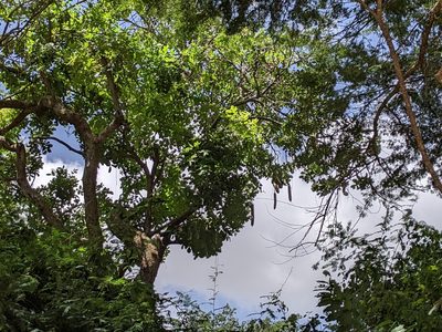 Kigelia africana, photographed by Elliot Kulakow