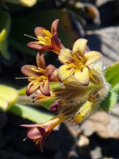 Myosotis macrantha, photographed by gnapp