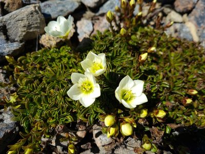 Gentianella decumbens, photographed by gnapp