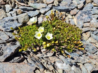 Gentianella decumbens, photographed by gnapp