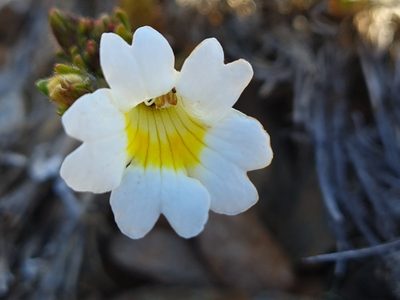 Euphrasia townsonii, photographed by gnapp
