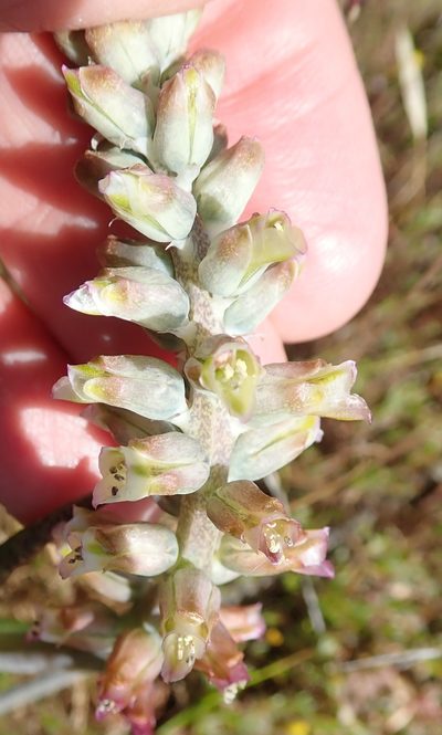 Lachenalia neilii, photographed by Peter Warren