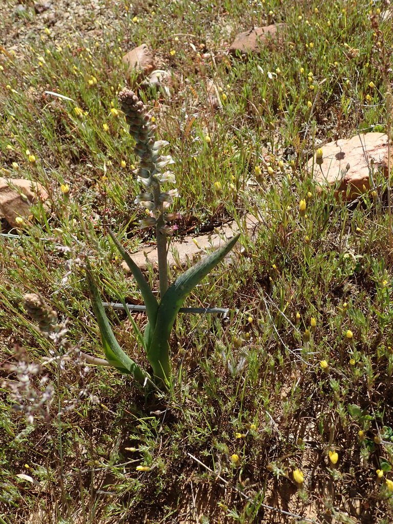 Lachenalia neilii, photographed by Peter Warren