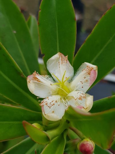 Ploiarium elegans, photographed by pbsg