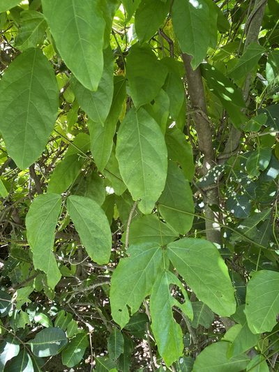 Mucuna gigantea, photographed by Richard Fuller