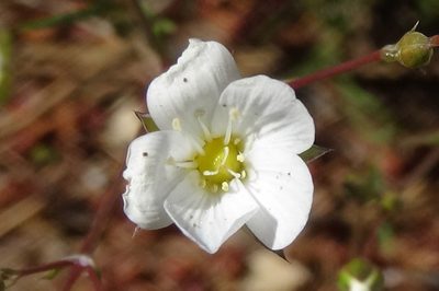 Eremogone macradenia, photographed by Daniel S.