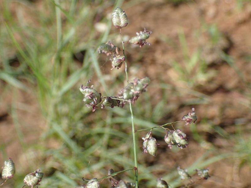 Eragrostis obtusa, photographed by Mahomed Desai