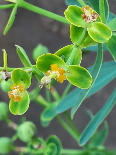 Euphorbia tuckeyana, photographed by Jacek Pietruszewski