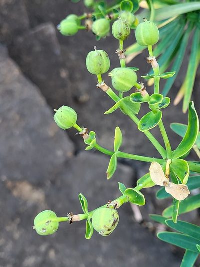 Euphorbia tuckeyana, photographed by Jacek Pietruszewski