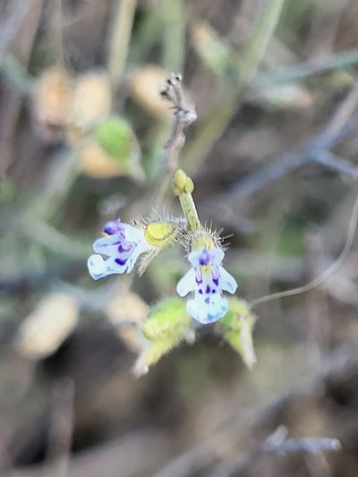 Salvia aegyptiaca, photographed by Jacek Pietruszewski