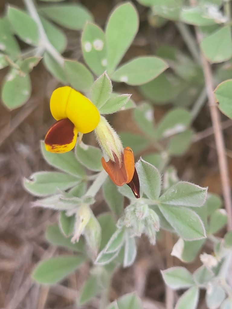 Lotus oliveirae, photographed by Jacek Pietruszewski