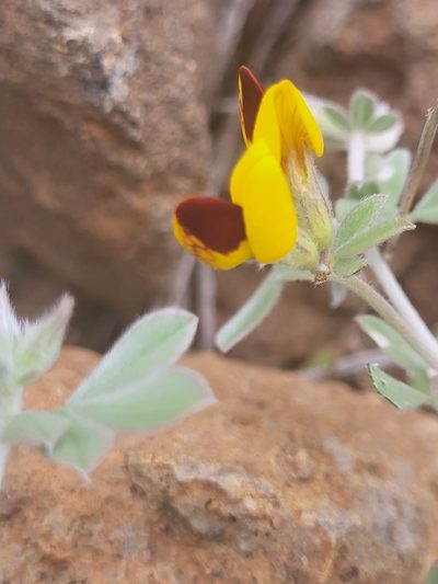 Lotus oliveirae, photographed by Jacek Pietruszewski