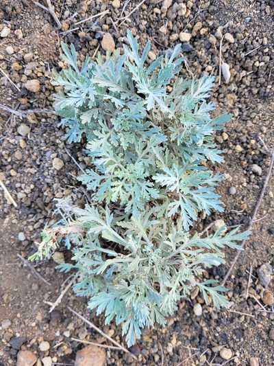 Artemisia gorgonum, photographed by Jacek Pietruszewski