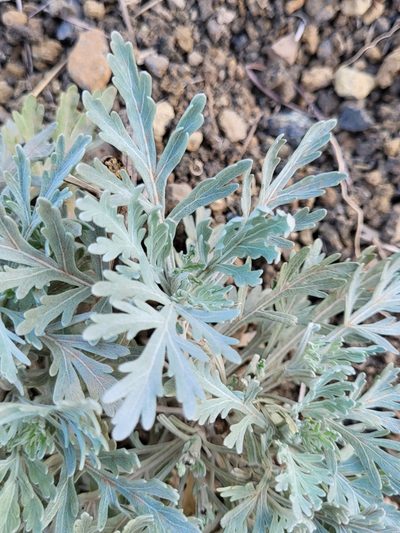 Artemisia gorgonum, photographed by Jacek Pietruszewski