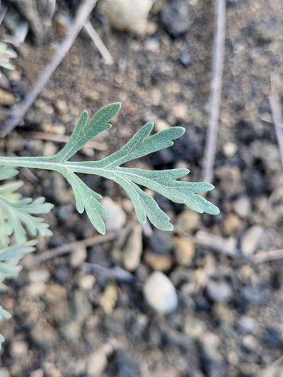 Artemisia gorgonum, photographed by Jacek Pietruszewski