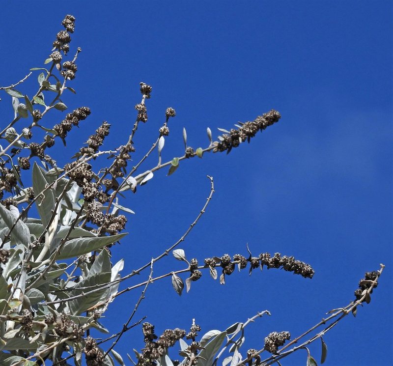 Buddleja tucumanensis, photographed by Hugo Hulsberg