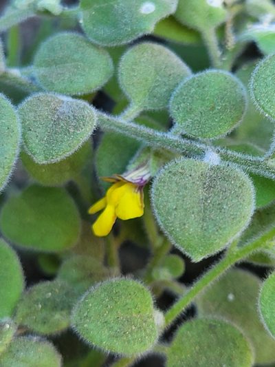 Nanorrhinum dichondrifolium, photographed by Jacek Pietruszewski