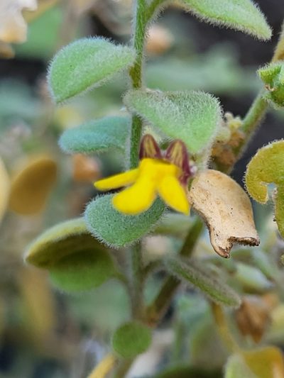 Nanorrhinum dichondrifolium, photographed by Jacek Pietruszewski