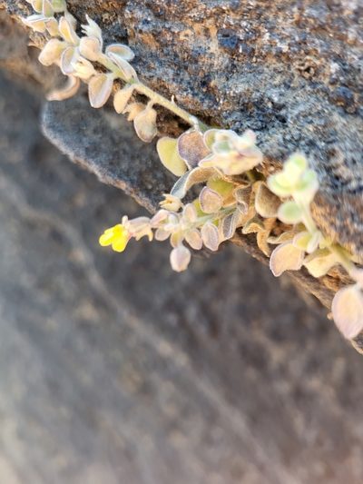 Nanorrhinum dichondrifolium, photographed by Jacek Pietruszewski