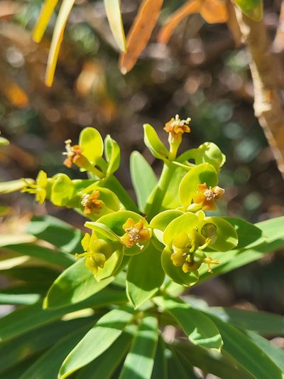 Euphorbia tuckeyana, photographed by Jacek Pietruszewski