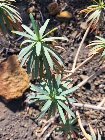 Euphorbia tuckeyana, photographed by Jacek Pietruszewski