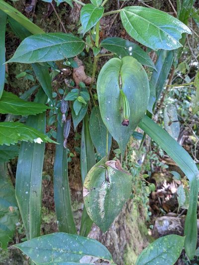 Pleurothallis gonzaleziorum, photographed by Trevor Van Loon