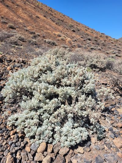 Artemisia gorgonum, photographed by Jacek Pietruszewski
