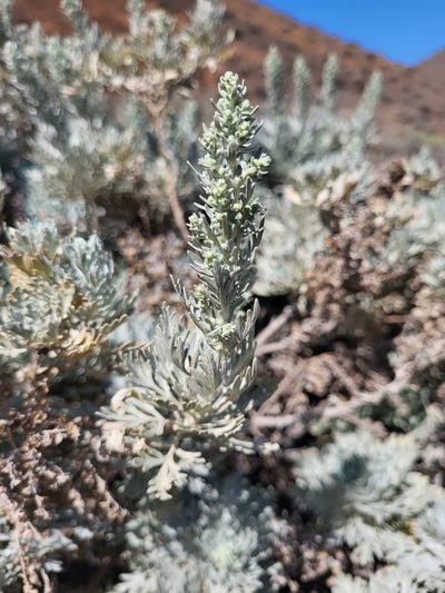 Artemisia gorgonum, photographed by Jacek Pietruszewski
