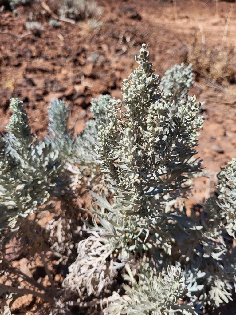 Artemisia gorgonum, photographed by Jacek Pietruszewski