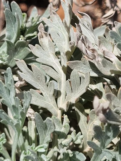 Artemisia gorgonum, photographed by Jacek Pietruszewski