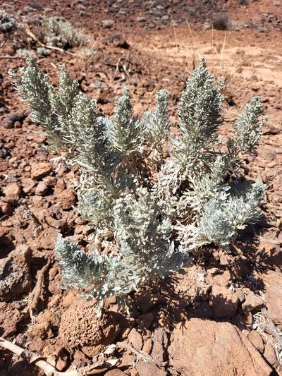 Artemisia gorgonum, photographed by Jacek Pietruszewski