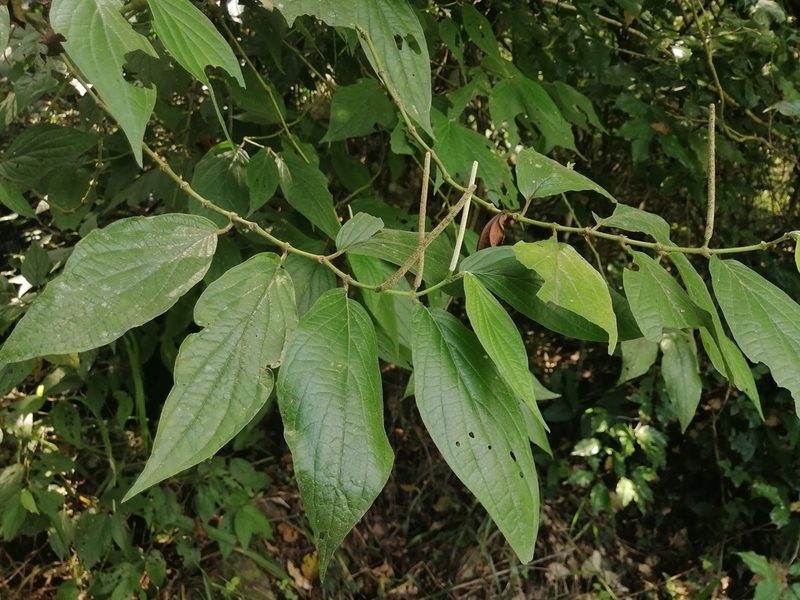 Piper hispidum, photographed by Erick Vélez Sánchez