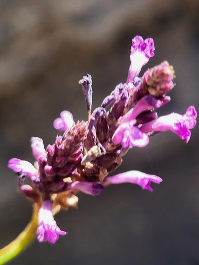 Lavandula rotundifolia, photographed by Jacek Pietruszewski