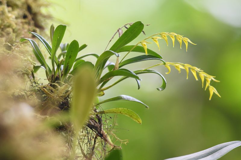 Specklinia costaricensis, photographed by Trevor Van Loon