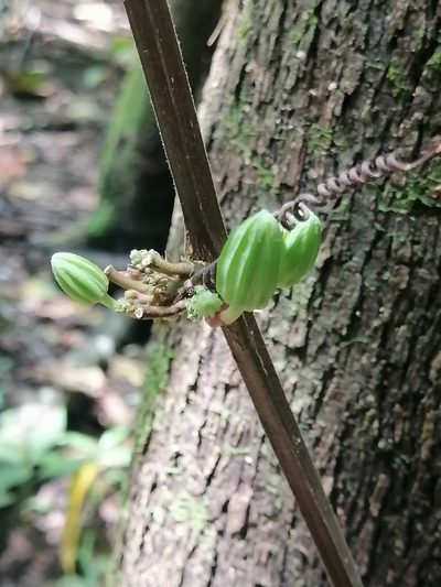 Passiflora rovirosae, photographed by Erick Vélez Sánchez